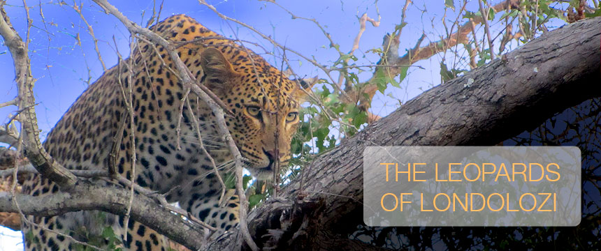 The Leopards of Londolozi